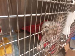-艾贝尔宠物医院·24H转诊中心·肿瘤猫专科(江宁双龙店)