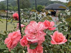 -牛岗山公园