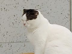 -喵园·猫主题咖啡厅·撸猫·猫咖(国贸店)