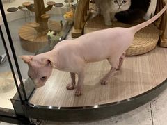 -飞行喵MR PILOT|猫舍·猫咖(静安大融城店)