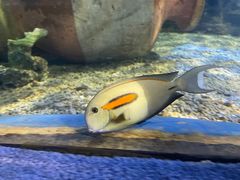 -太平洋海底世界