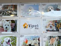 -翊宠yipet猫狗购宠庄园犬舍•猫舍