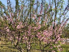 -大兴滨河森林公园