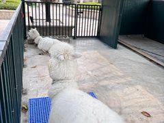 -青岛鑫江温德姆酒店