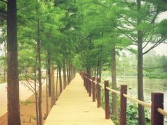 -日照海滨国家森林公园