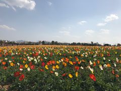 -紫颐香薰山谷景区