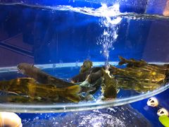 水产区-朱桥甲鱼馆(淮海西路店)