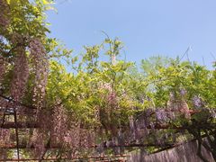 -嘉定紫藤园