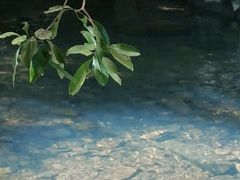 -广州白江湖森林公园