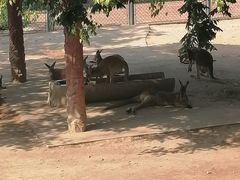 -石家庄市动物园