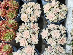 -桂林市花鸟市场