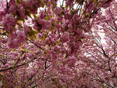 -莱阳濯村樱花园