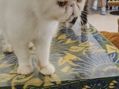 -平行世界·猫咖(首经贸店)