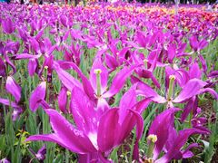 -长春公园(普阳街道)