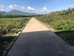 -亚龙湾国际玫瑰谷