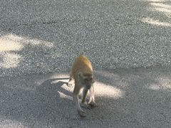 -武吉知马自然保护区