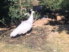 -泉州海丝野生动物世界