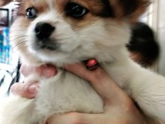 -仁华宠物医院(青羊店)