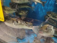 -飞尝蚝·顺德菜·鱼生(顺德总店)