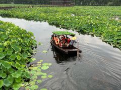 -荷塘月色湿地公园·向阳花洲