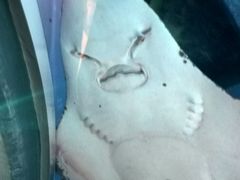 -暹罗海洋世界
