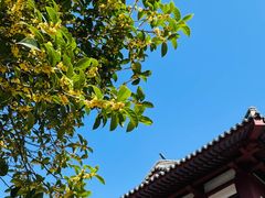 -灵谷景区