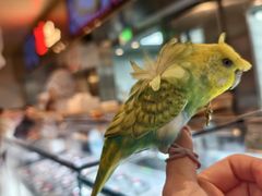 -红花点心局(护国寺店)