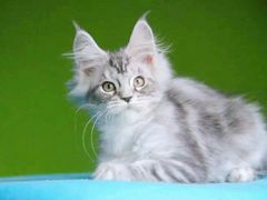 -十年猫舍·猫咪专门店(普陀店)