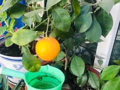 -康陵正德春饼宴26号