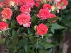 -Osteria Garden 生蚝花园餐厅(原进贤路店)