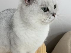 -怪兽屋·羊驼·猫咖·狗咖(俊华广场店)