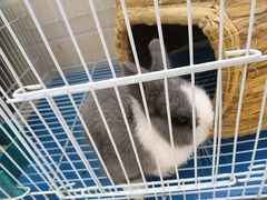 -季高兔窝窝亲子园(上海薰衣草公园店)