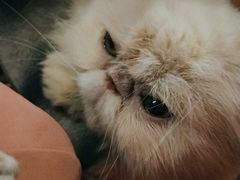 -猫色咖啡·猫咖