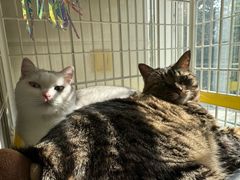 -瑞派宠物医院·犬猫全科·猫友好(宾水西道店)