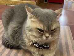 -MOCHA明星猫咖(田子坊店)