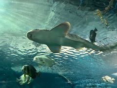 -上海海洋水族馆