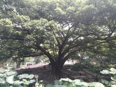-晓港公园