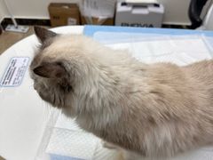 -美联众合动物医院·24h转诊中心