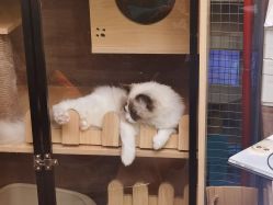 -憨大叔儿童摄影 90店连锁(房山城关店)