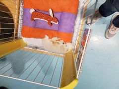 -龟与熊猫宠物公园(南坪店)