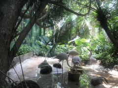 -海南热带野生动植物园