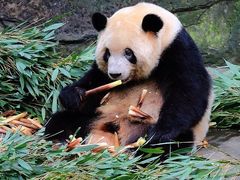 -成都动物园