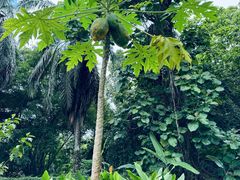 -中国科学院西双版纳热带植物园