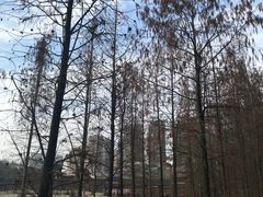 -重庆彩云湖湿地公园