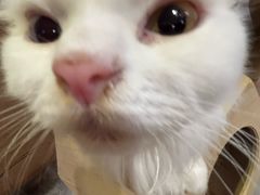 -楼上猫咖(罗湖店)