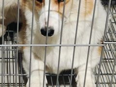 -小呆的宠物店·宠物售卖·宠物寄养(城西店)