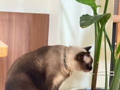 -有猫主题·治愈系猫咖(曾厝垵店)