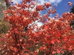 -叠溪松坪沟景区