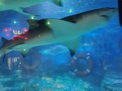 -烟台海昌鲸鲨海洋公园