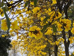 -天适樱花悠乐园